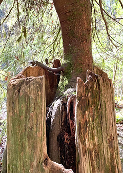 Hemlock growing from old growth doug fir tree. Symbolizes harvesting the old nutrients to feed the present growth.