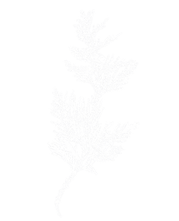 PNW Forest llustrations_Cedar_edited_edi