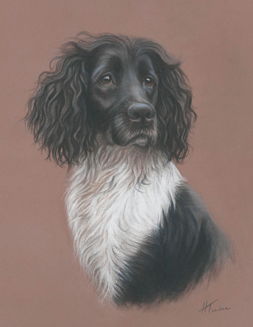 HANNAH TWINE ANIMAL PORTRAIT & LANDSCAPE ART ART CLASSES DEVON