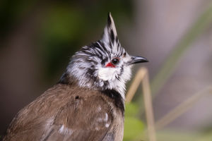 A red-whiskered or crested Bulbul, er, yes it is.