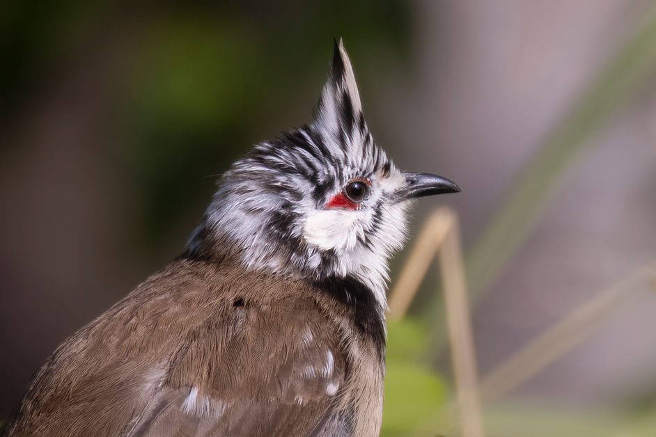 A red-whiskered or crested Bulbul, er, yes it is.