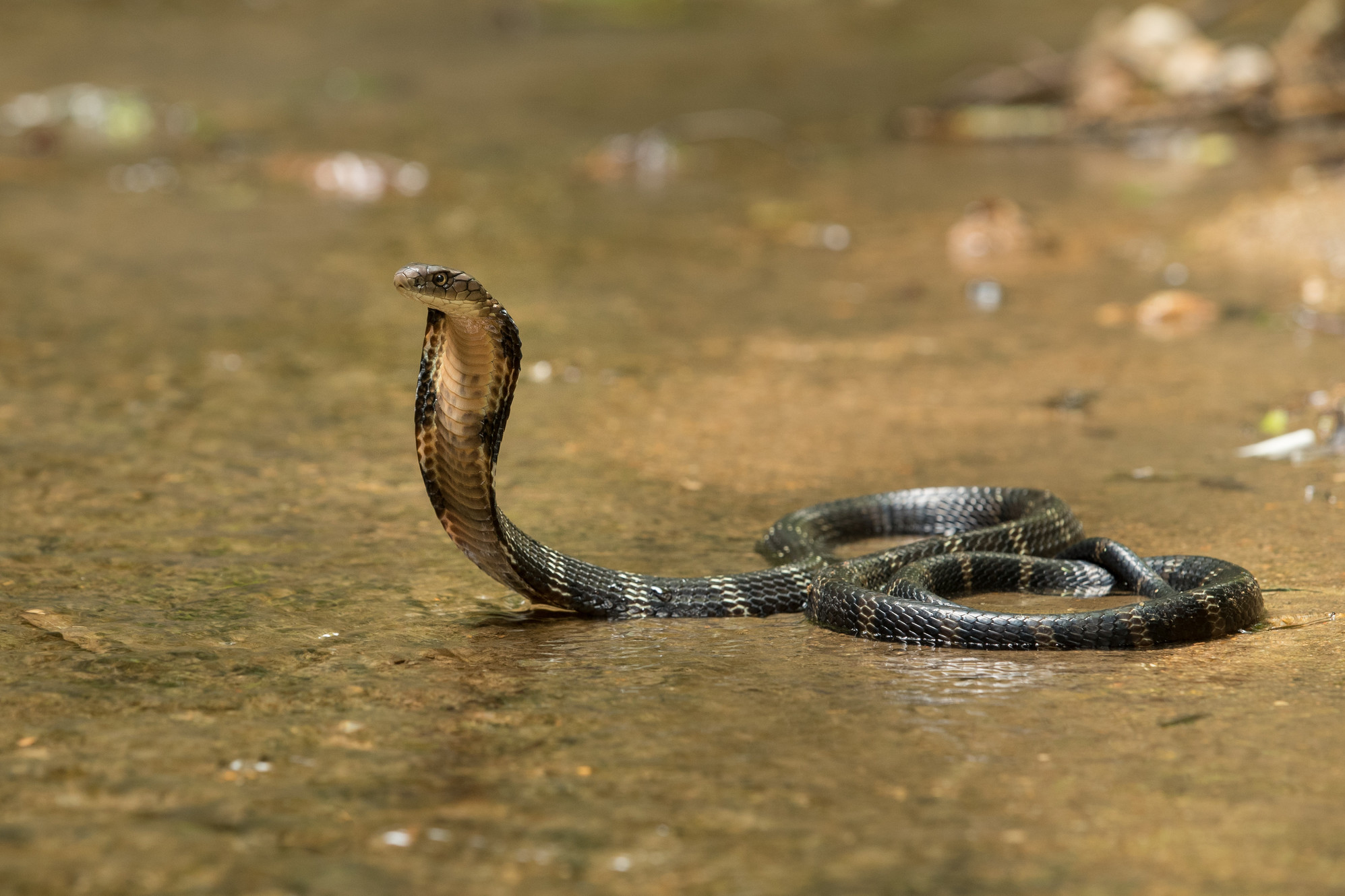 The king cobra (Ophiophagus hannah), also known as the hamadryad, is a venomous snake1995 x 1330