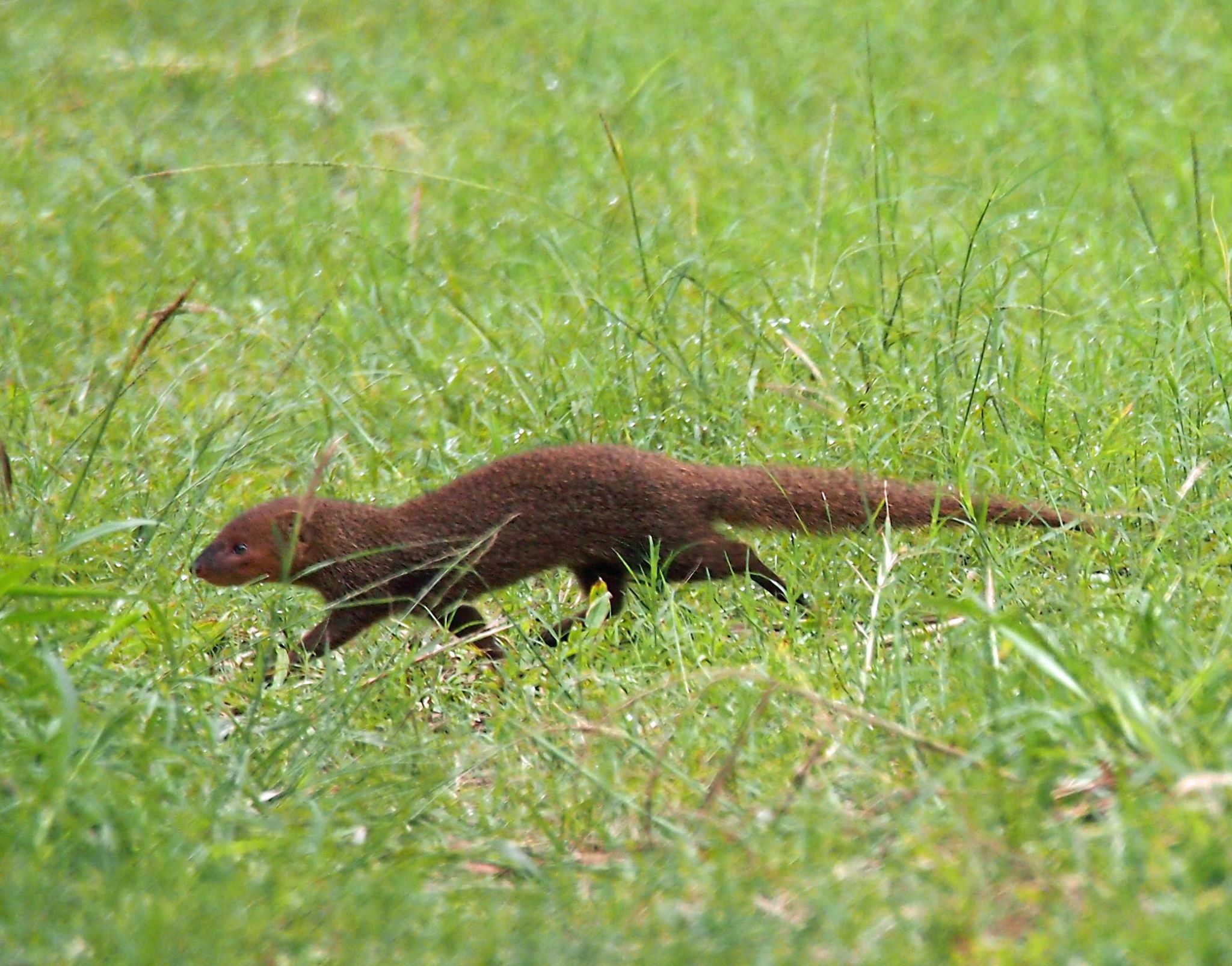The Small Asian mongoose (Herpestes javanicus) Nature & Wildlife