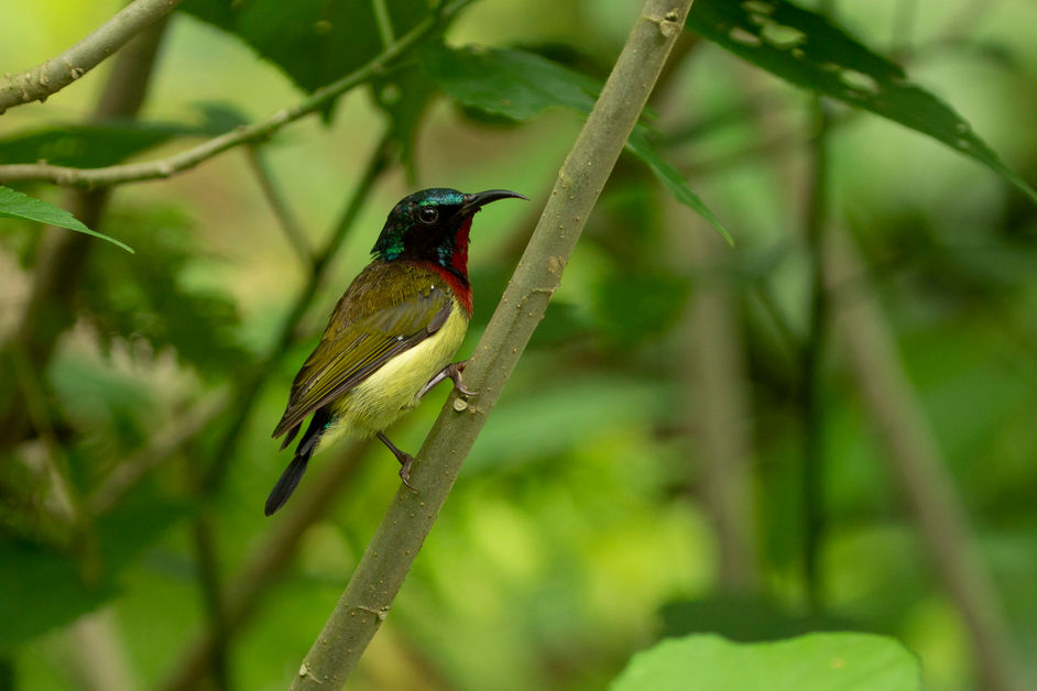 Fork-tailed Sunbird (Male) - Aethopyga christinae
