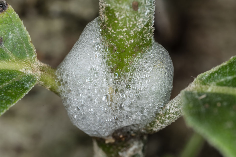 Have you seen small white bubbles that looks like spittle on the plant stems?