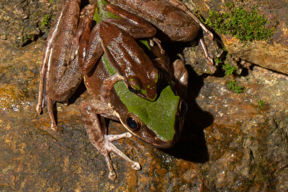 The Green cascade frog