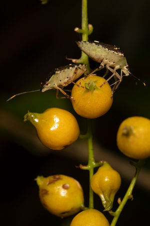 Genus Eusthenes and stink bug facts