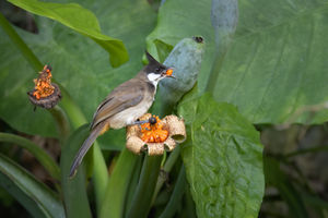 My Bulbuls
