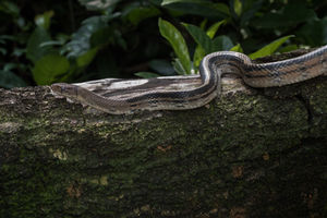 The Copperhead racer