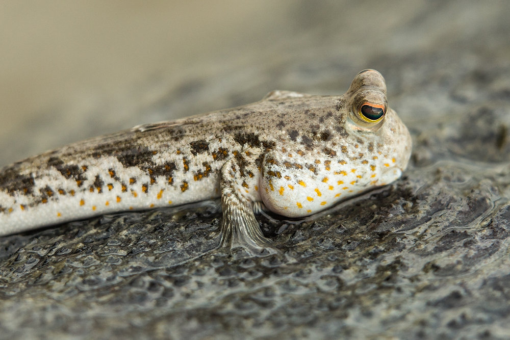 African mudskipper care clearance