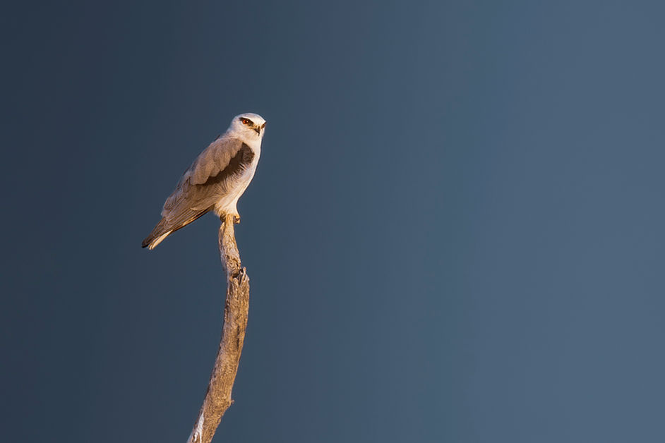 Another kite...The black-winged kite (Elanus caeruleus)