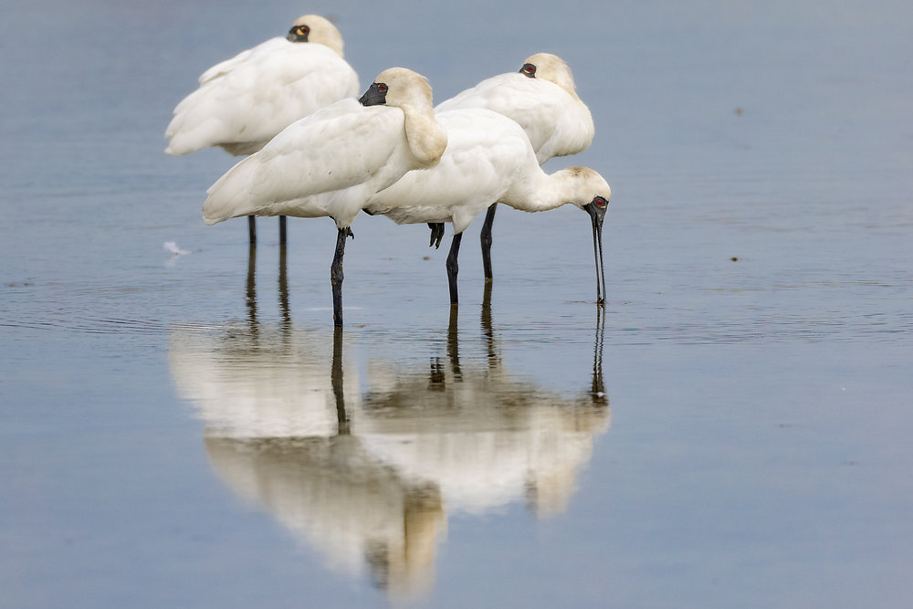 Why do birds stand on one leg?