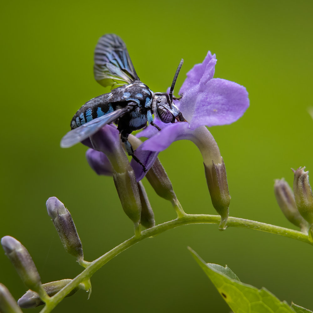 Bhalu Insect b