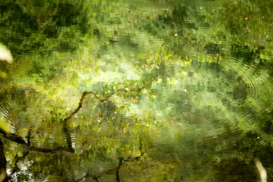 WildCreatures is on holiday....I'll still blog daily, from deep in the jungles of India (hopeful