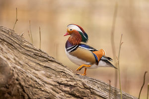 The Marvelous Mandarin Duck: A Splash of Color