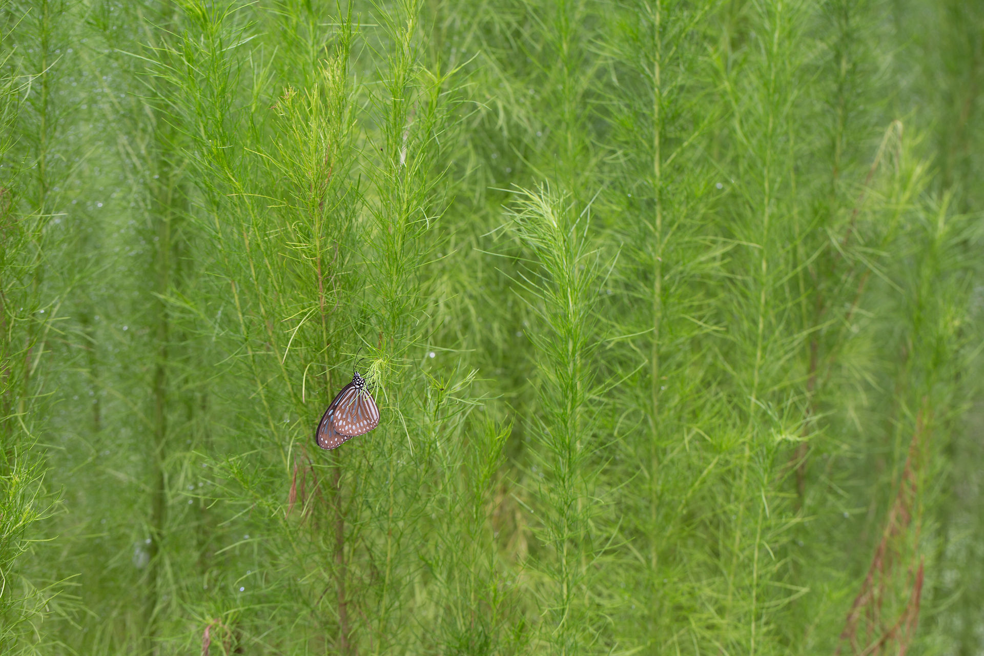 insects_august7th2018-3294