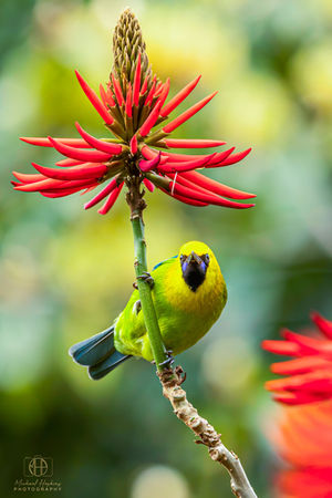 The - Blue-winged Leafbird.