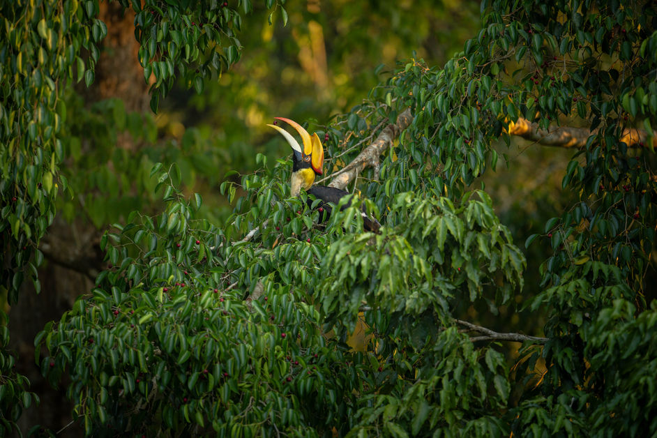 Hornbill
