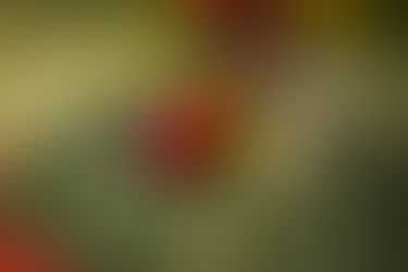 Mrs. Gould's sunbird