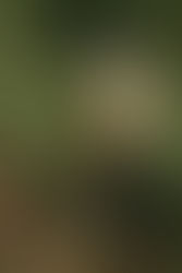 Why do shrikes impale their prey?