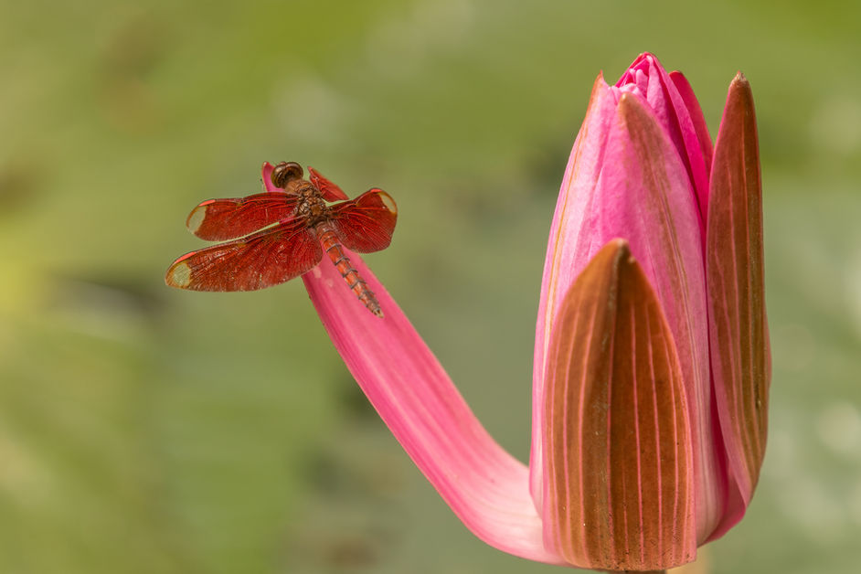 RUSSET PERCHER (Neurothemis fulvia)