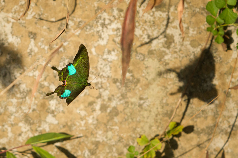 A Peacock in flight.