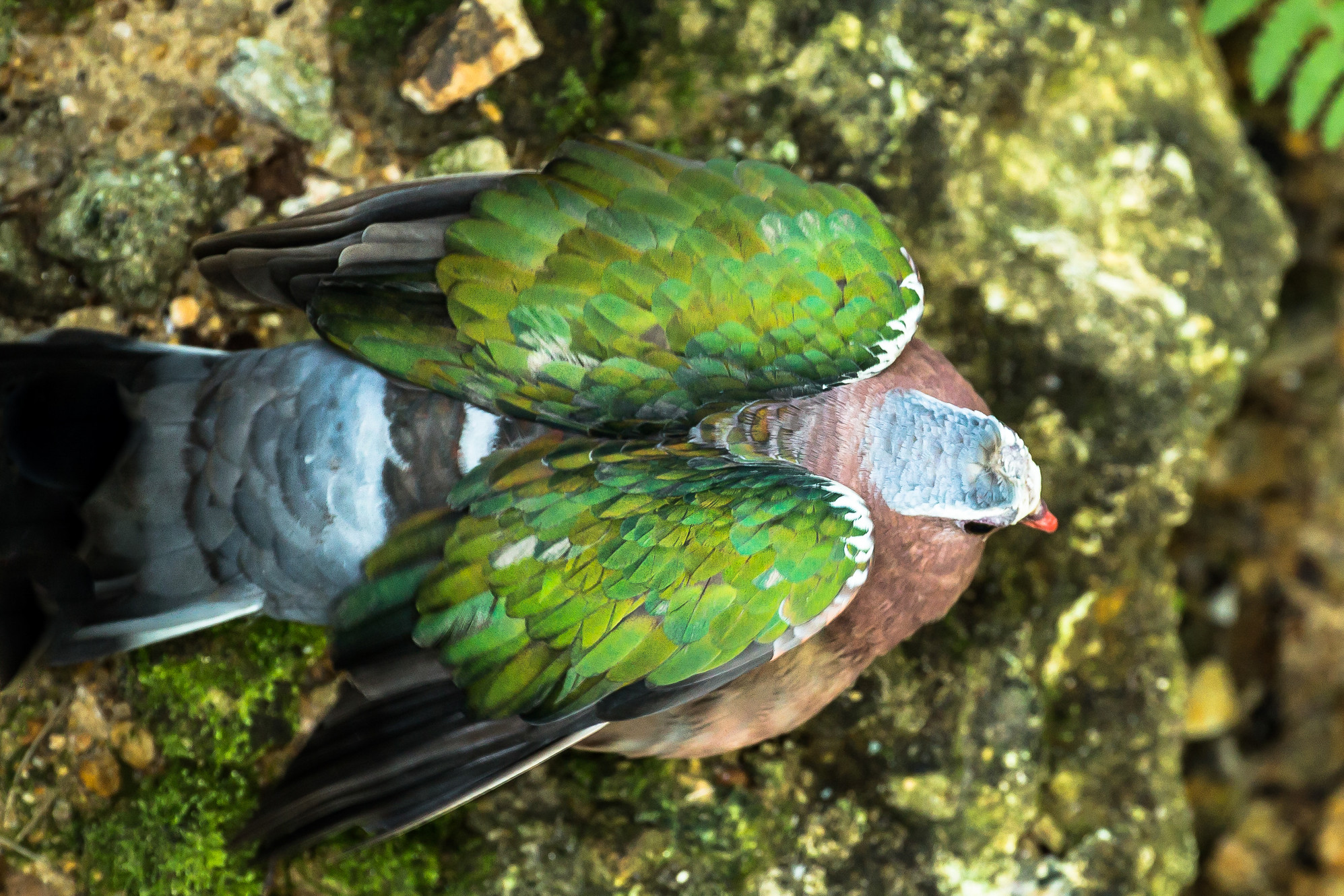 What is that green pigeon?