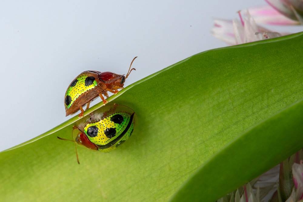 Tiin Insects Speaking of tiny...