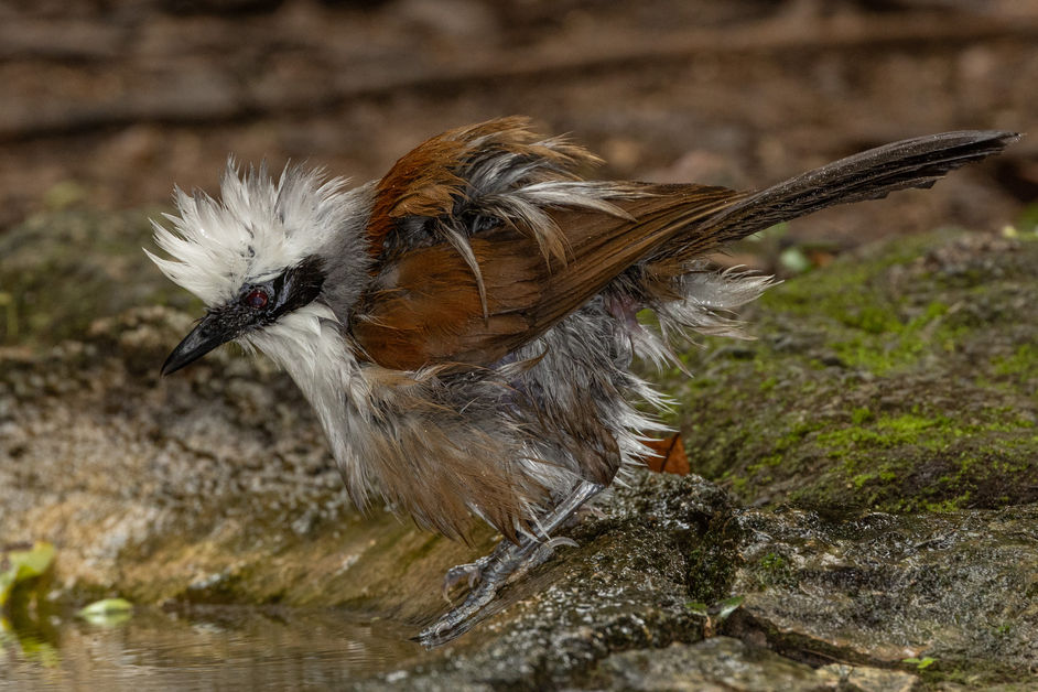 funky birds in Thailand