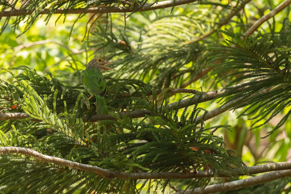 the Lineated Barbet