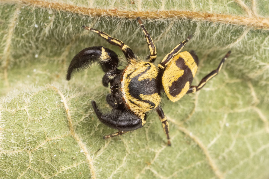 THE MAGIC OF SPIDERS...A TALK IN HK.