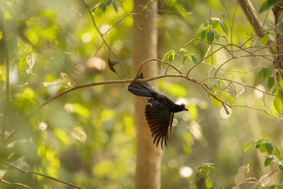 A tough shot in low light and backlit, but gives a lovely light and bokeh. I waited about 10 minutes, finger on shutter on a tripod for this lovely bird to fly.