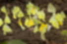 butterflies thailand may 2023-3990-3 copy.jpg