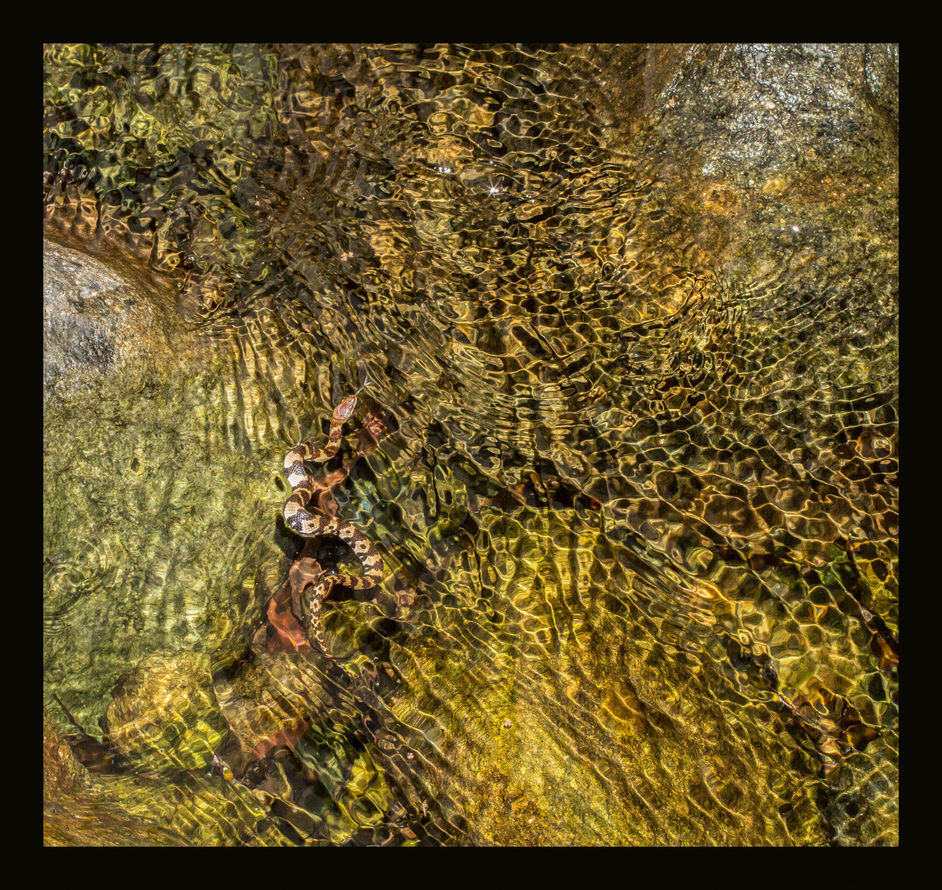Just keep swimming...snakes in the water of Hong Kong