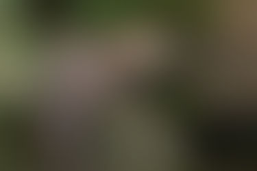 wild Beavers in the UK