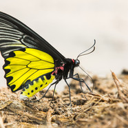 Birdwing Butterfly - Troides aeacus