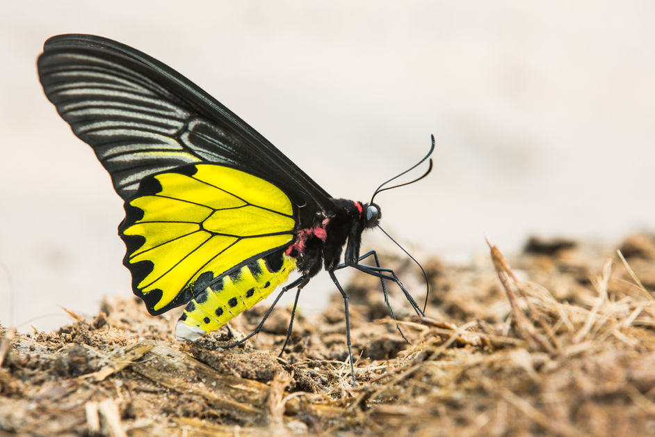 The wonderful Birdwing butterflies of Hong Kong