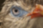 ree
