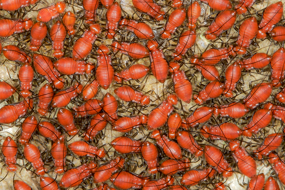  BARKLICE or BOOKLICE(Order: Psocoptera)