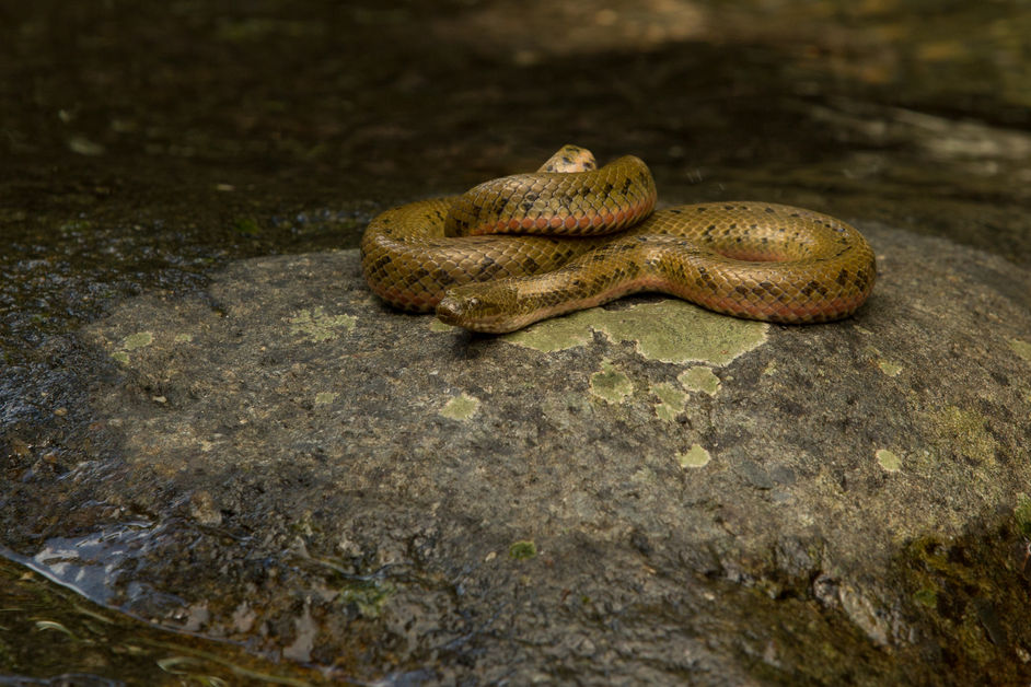 CHINESE WATER SNAKE - Enhydris chinensis