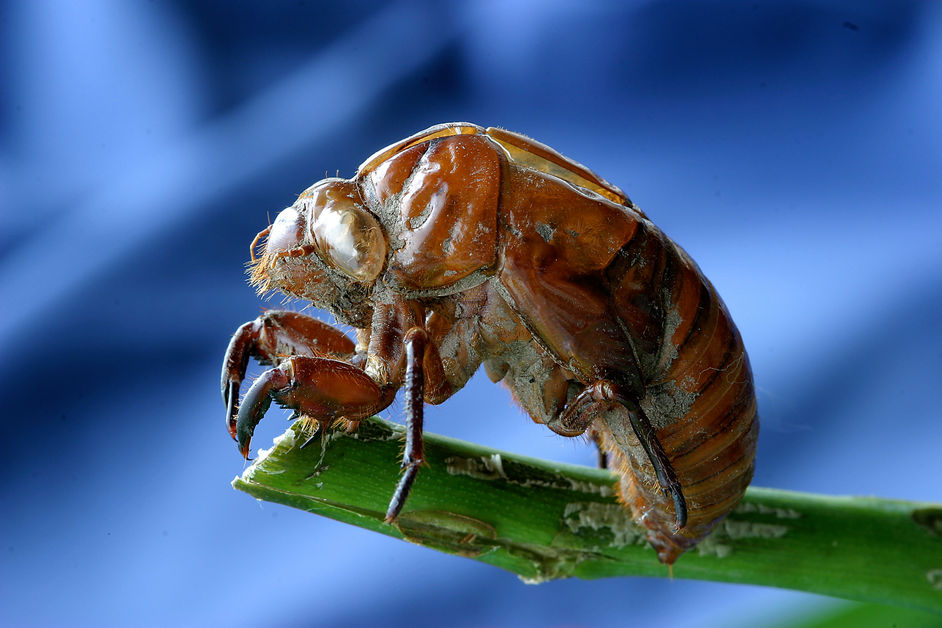 The not so subtle sound of the Cicadas is baaaaaaack.