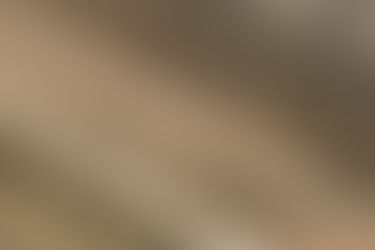 A rat snake