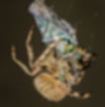 ree