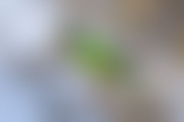 Some birds from Down Under