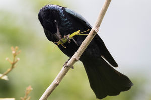 another Drongo this time in HK