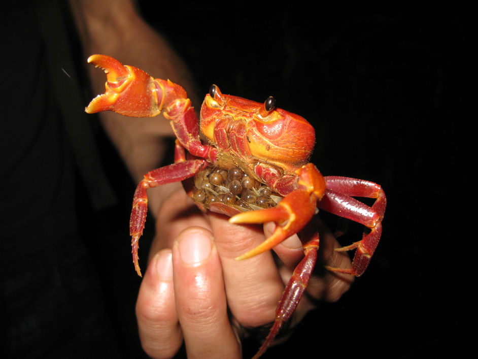 Have you found a crab miles from the sea?