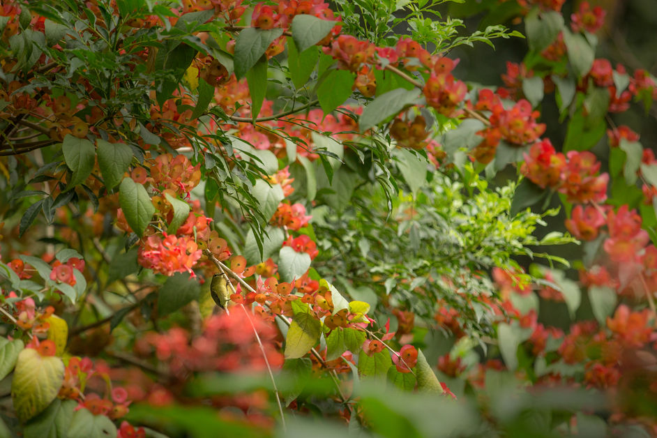 Sunbird