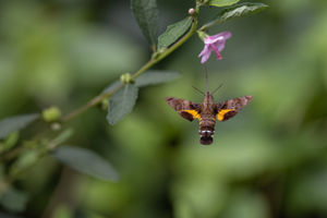 Hummingbirds? In Hong Kong? The Hummingbird hawk Moth