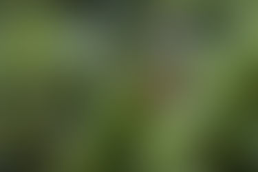 Hummingbirds? In Hong Kong? The Hummingbird hawk Moth