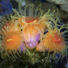 soft coral